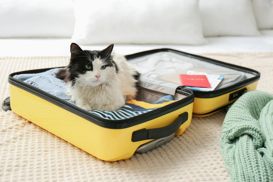 chat dans une valise newafrica